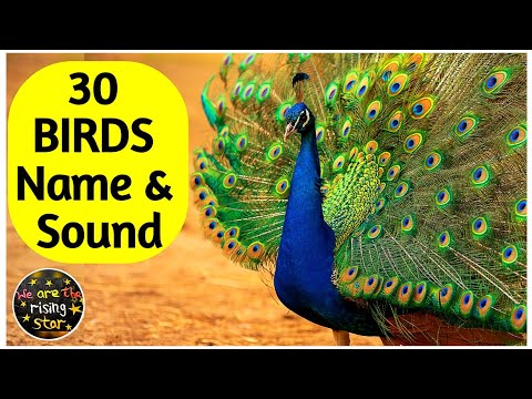 30 Birds Name | पक्षियों के नाम | Birds Sound | WATRstar