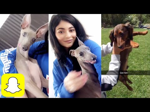 Kylie Jenner Dogs Name – ratikyxyp