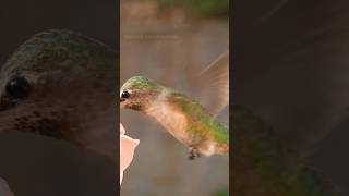 Download lagu Suara kicauan merdu burung kolibri Anna #burungkolibri #alam mp3 Download lagu Suara kicauan merdu burung kolibri Anna #burungkolibri #alam mp3
