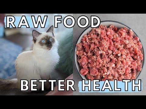 Benefits Your Cat Will Experience From a RAW FOOD DIET (TOP 5!)