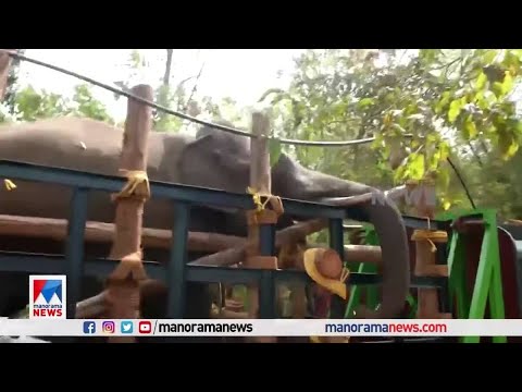 വിക്രം,സുരേന്ദ്രൻ, ഭരതൻ... PT 7 നെ പിടികൂടിയ കുങ്കിയാനകൾ ​|Dhoni