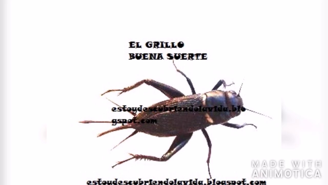 Watch El Grillo, animal de buena suerte Now El Grillo, animal de buena suerte