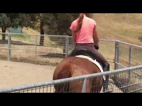 Riley, May 26, 2016 Blue Hors Romanov x Peggy Sue/Pointmaker