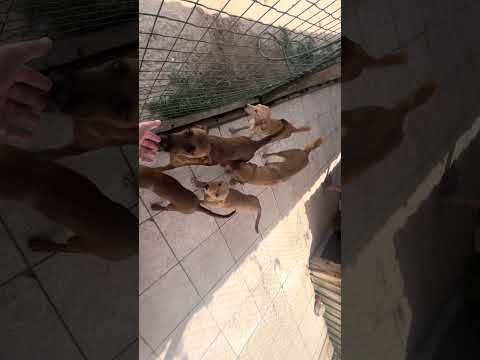 Vídeo de NAKO