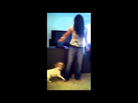Energetic Dog and Hot Girl
