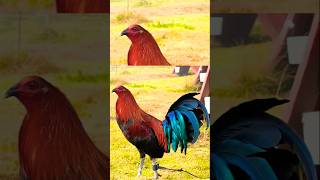 Download lagu buyugin #chicken mp3