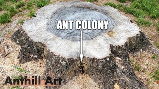 Download the video "Casting an Ant Colony in a Stump with Molten Aluminum (Anthill Art Cast #121)"