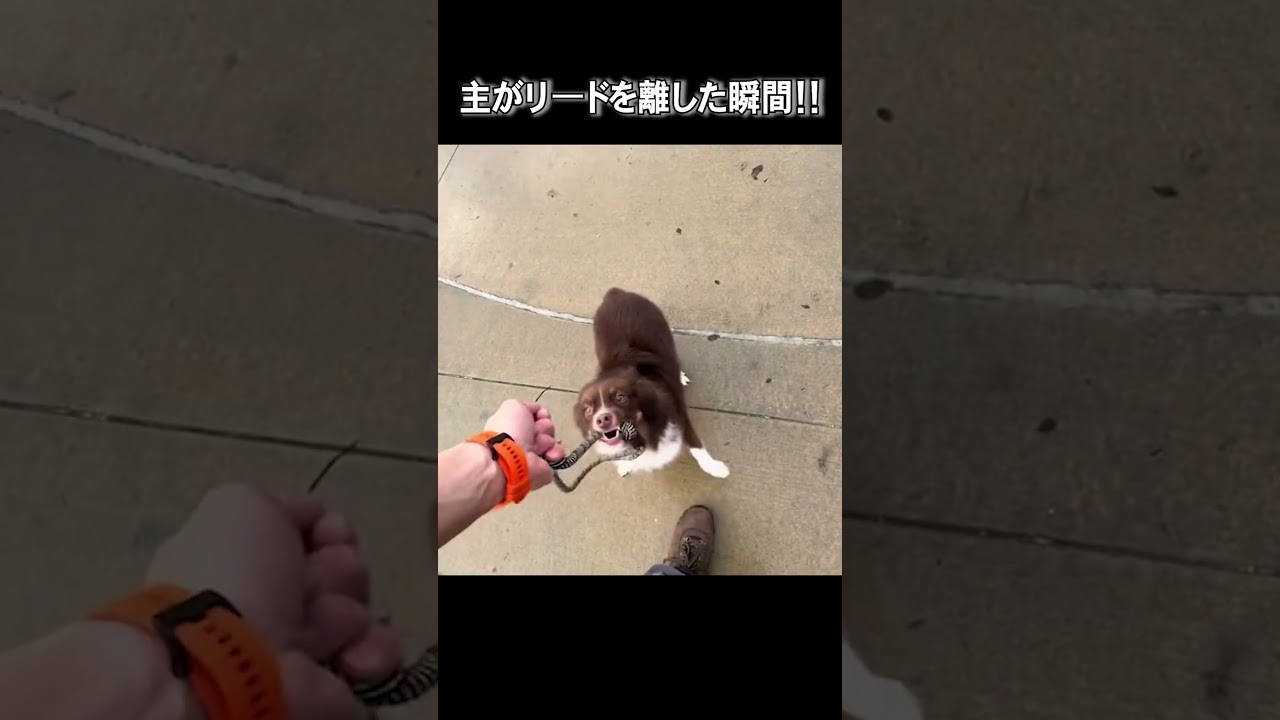 リードを離したら…