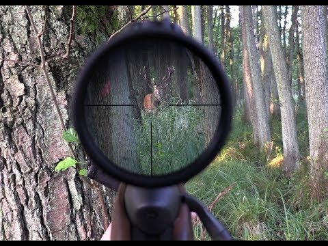 Pirsch auf einen Rothirsch zur Brunft