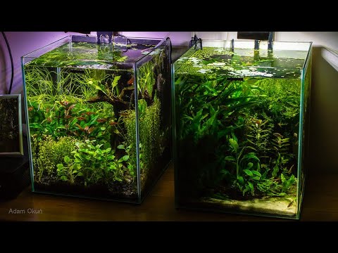 (224) Aquael Nano Cubes 4K