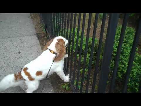 The Hunter - my dog Violet hunts for squirrels