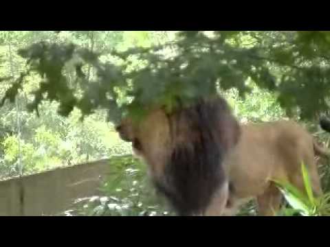 08.03.2013 Lion at WDC Zoo