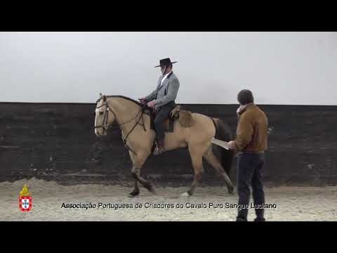 210203 4 Litri - Aprovação de Garanhões