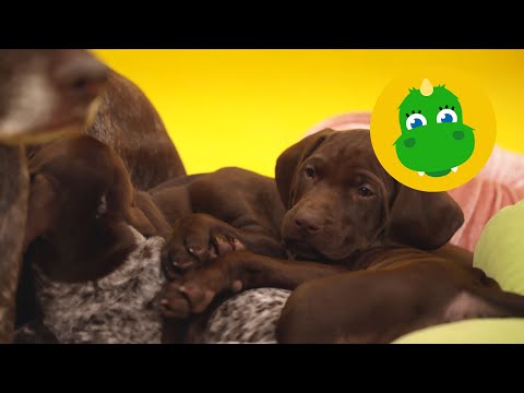 Bolibompa Mini: Bolibompisarna - Hund, buss och kläder