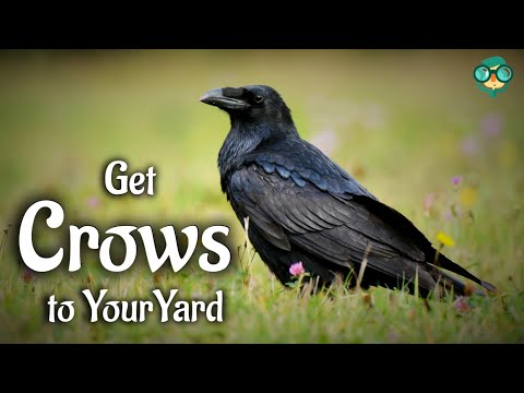How to Attract Crows || How do you attract crows || How To Befriend A Crow || Attracting Crows