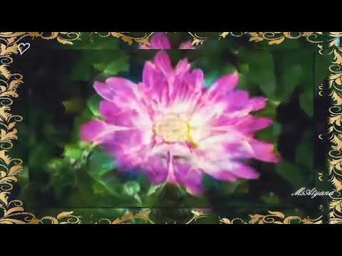 Ретро 50 е - фокстрот Petite Fleur / Маленький цветок (клип)