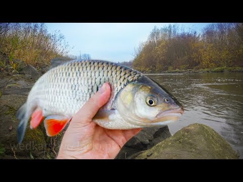 Klenie na obrotówki z rzeki Wisłoka w Mielcu - okręg wędkarski PZW Rzeszów