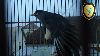 Download lagu PANCINGAN MAUT POKSAY MANDARIN AGAR CEPAT GACOR LUAR BIASA mp3 Download lagu PANCINGAN MAUT POKSAY MANDARIN AGAR CEPAT GACOR LUAR BIASA mp3