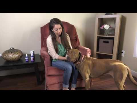 How To Safely Clean Your Dog's Eyes &ndash; Vetericyn	