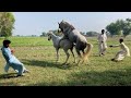Power Full Horse Breeding Not Control Horse Female Amazing Horse Mating Moments 2026