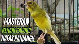 Download lagu Masteran Kenari Gacor Paling Ampuh & Respon Cepat!! kenari macet bunyi Langsung Nyaut mp3 Download lagu Masteran Kenari Gacor Paling Ampuh & Respon Cepat!! kenari macet bunyi Langsung Nyaut mp3