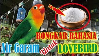 Download lagu Bongkar Rahasia 'Air Garam' Untuk Lovebird Kesayangan | KICAU Q mp3