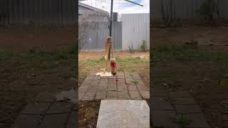 Download lagu REVERSE ASMR || Fanta , coca-cola, Pepsi vs Mentos vs chlorine (no talking)🍬#asmr #shorts mp3