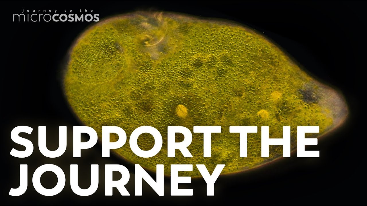 You Can Support The Microcosmos!