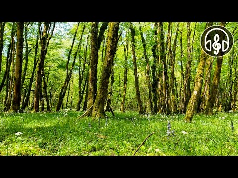 Very beautiful spring forest. Relaxing singing of forest birds.