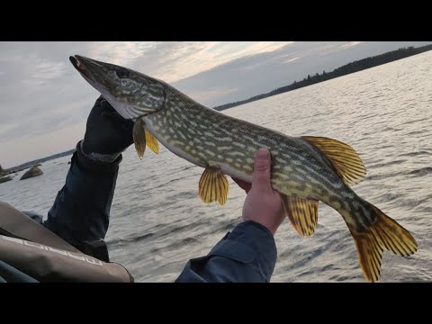 Syyshaukea mereltä 3.10.2020 - Autumn sea pike