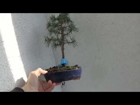 Bonsai Atlaszeder  Cedrus atlantica