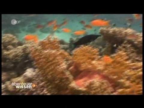 Abenteuer Wissen - Bedrohte Unterwasserwelten 4/4