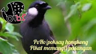 Download lagu Poksay hongkong ❗masteran pikat poksay hongkong mp3 Download lagu Poksay hongkong ❗masteran pikat poksay hongkong mp3