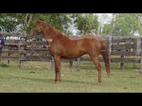 Lote BH MAGIC BABY