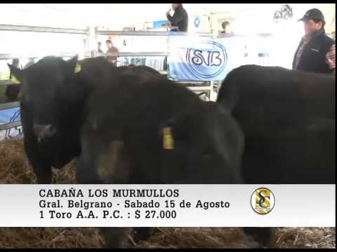 15-08-2015. Venta de Toros P.C. - Cabaña Los Murmullos - Gral. Belgrano.