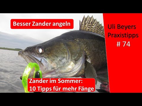 Zander Angeln: 10 Tipps für Zander im Juni und Sommer
