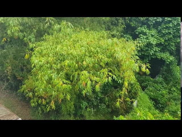 4+1 Bed Semi-Detached House (Landed) for Rent in The Mondrian - Image 45