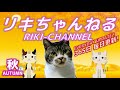 椅子とバッグの間に挟まる猫☆犬の歌声に翻弄されて謎の行動をとるリキちゃん・動物病院診療後のひととき【リキちゃんねる・猫動画】Cat video　キジトラ猫との暮らし