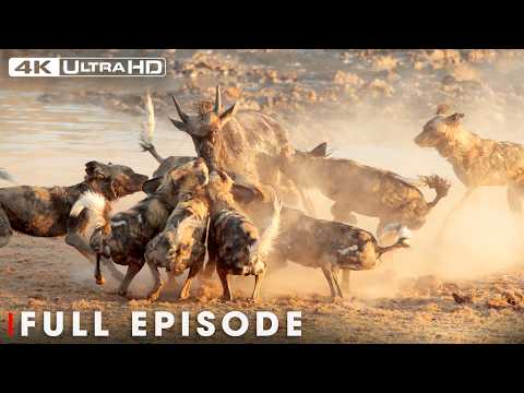 Greatest Huntings in the Wildlife Kingdom