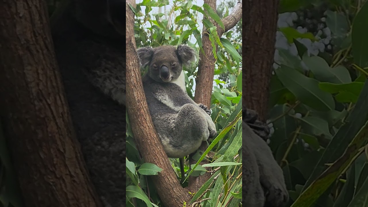 YouTube Short thumbnail