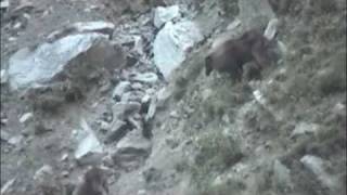 preview picture of video 'Himalayan Thar Near Vishnu Prayag'