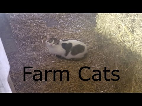 Farm Cats Explained