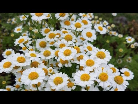Feverfew 🌿 The Fiery Herb of Mars & Aries | Migraine, Cancer, Digestion"