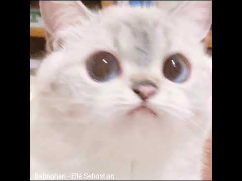 • Bahaghari - Aisōkuma (Elle Sebastian Cover)