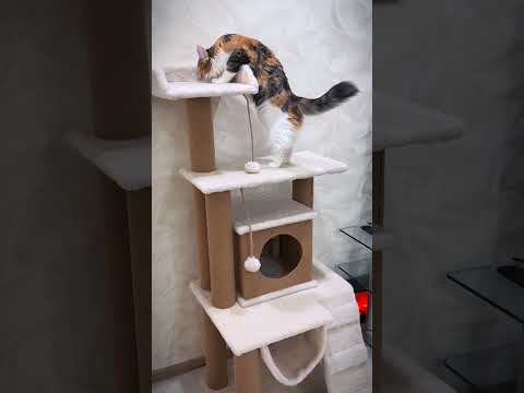 фото когтеточка, комплекс для кошек 0