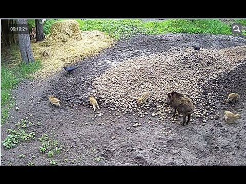 Malutki dzik zaczepia kruka, Paśnik w Nadleśnictwie Babki, 03.07.2023