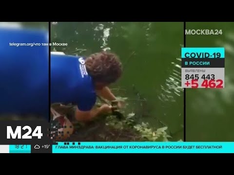 В Салтыковском лесопарке горожане спасли дикого утенка - Москва 24