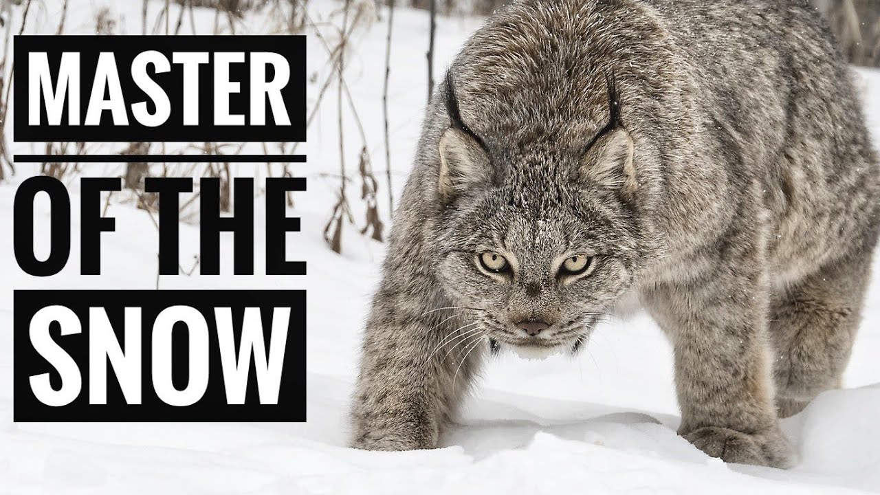 Canada Lynx || The Arctic Cat of North America