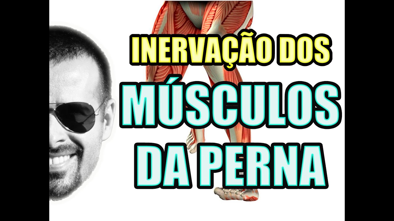 O Que é Inervação Em Anatomia O Que é Inervação Em Anatomia
