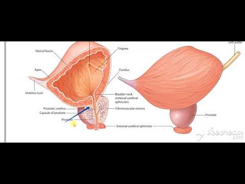 Male reproductive system